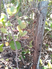 Coccoloba barbadensis