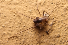 Euhadenoecus puteanus