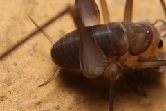 Euhadenoecus puteanus