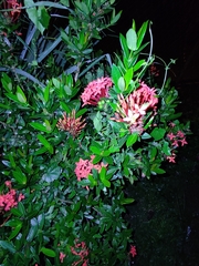 Ixora coccinea