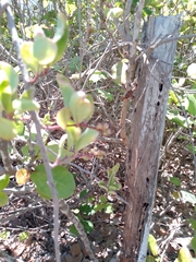 Coccoloba barbadensis