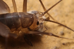 Euhadenoecus puteanus