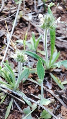 Plantago bellardii