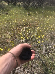 Ceanothus roderickii