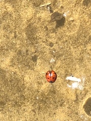 Coccinella transversoguttata