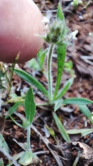 Plantago bellardii