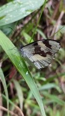 Dismorphiinae