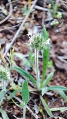 Plantago bellardii