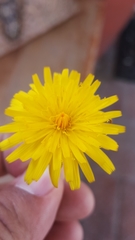 Asteraceae