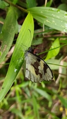Dismorphiinae