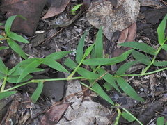 Thuarea involuta