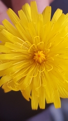 Asteraceae