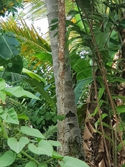 Callosciurus notatus