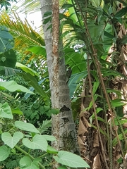 Callosciurus notatus