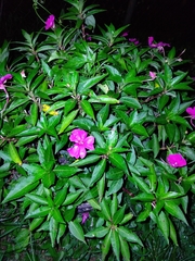 Impatiens platypetala