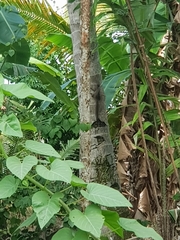 Callosciurus notatus