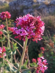 Centranthus ruber