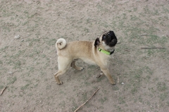 Canis familiaris
