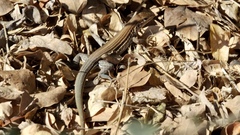 Aspidoscelis lineattissimus