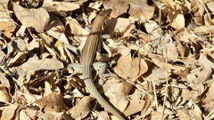 Aspidoscelis lineattissimus