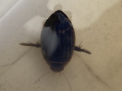 Acilius abbreviatus