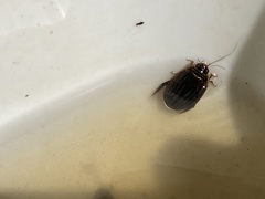 Acilius abbreviatus