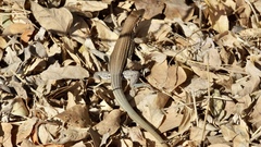 Aspidoscelis lineattissimus