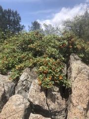 Fremontodendron decumbens