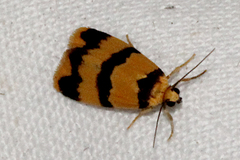 Stenoscaptia venusta