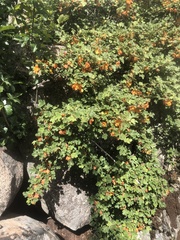 Fremontodendron decumbens
