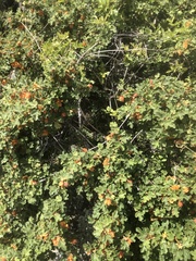 Fremontodendron decumbens