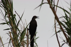 Quiscalus mexicanus
