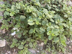 Boerhavia coccinea