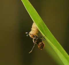 Dindymus circumcinctus