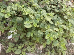 Boerhavia coccinea