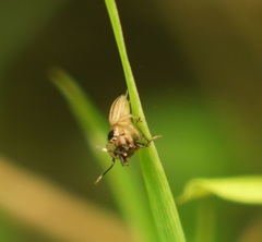 Dindymus circumcinctus