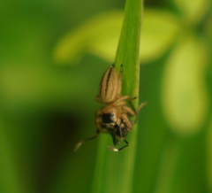 Dindymus circumcinctus