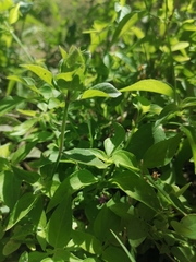 Phaulopsis imbricata