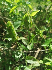 Phaulopsis imbricata