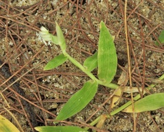 Thuarea involuta