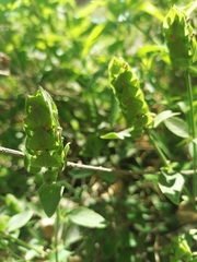 Phaulopsis imbricata