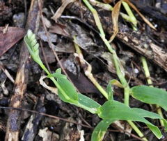 Thuarea involuta