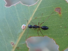 Camponotus nigriceps