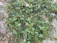 Amaranthus