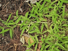 Thuarea involuta