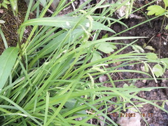 Carex prasina