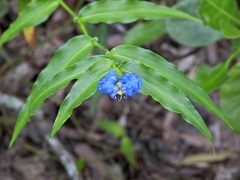 Commelina ensifolia