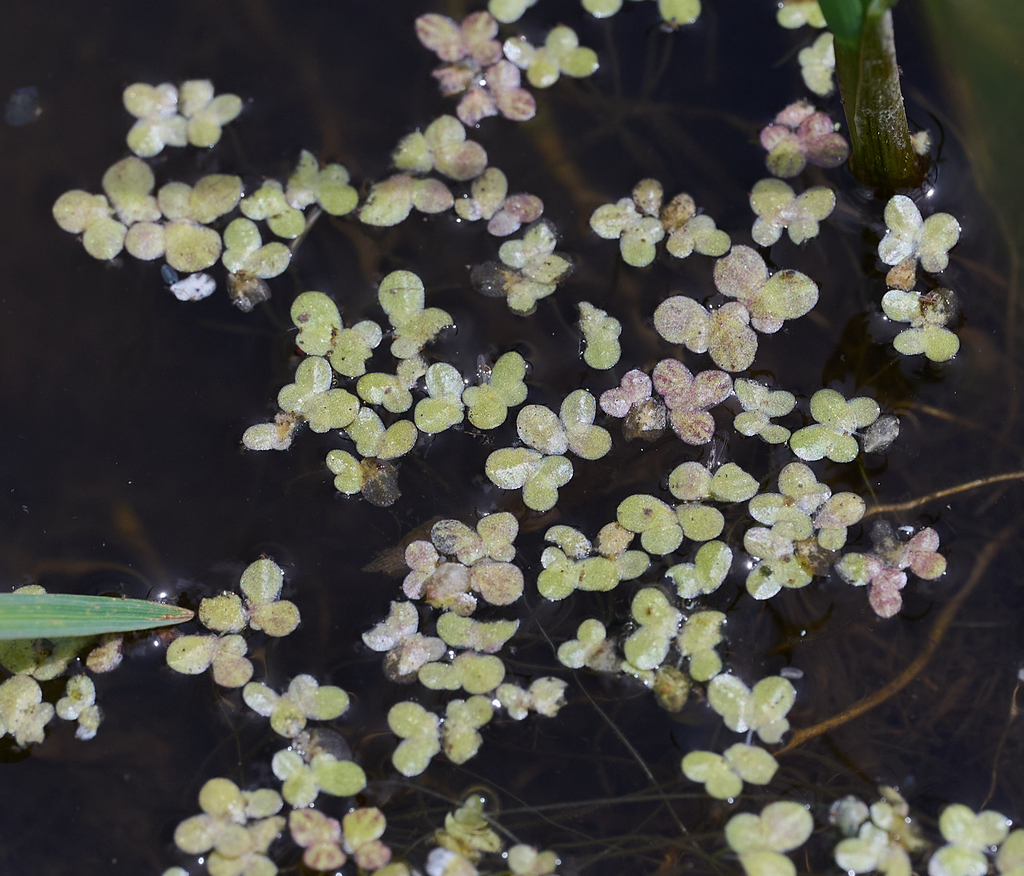 common duckweed (ADIRONDACK RESEARCH GUIDEBOOK) · iNaturalist