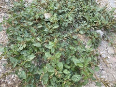 Amaranthus