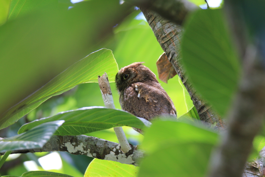 Otus elegans botelensis in June 2015 by Allen Lyu · iNaturalist